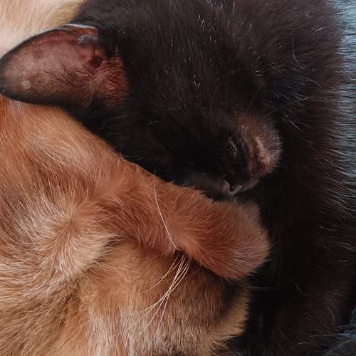 Photo #12237087