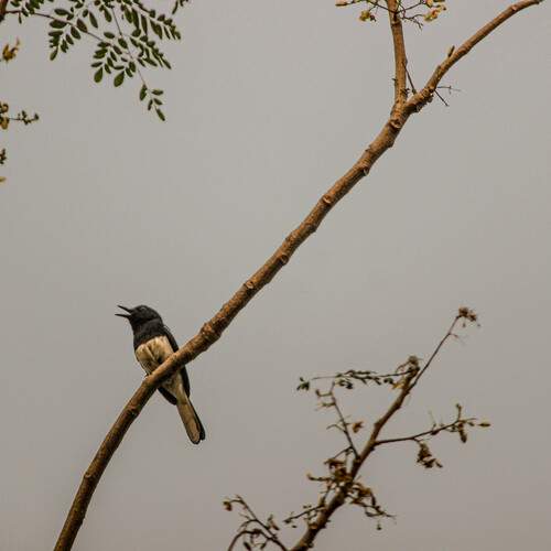 A Song at Dawn