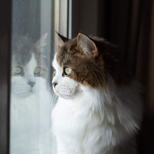 Кошка Цири смотрит в окно