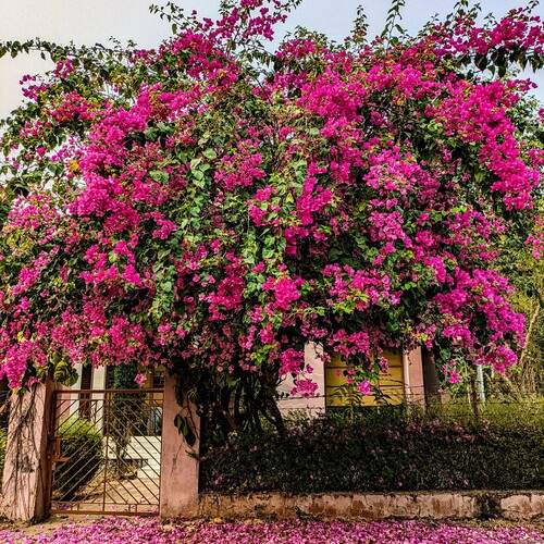 Bougainvillea Bliss