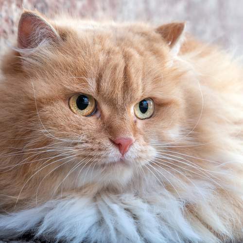 Photo #12237307