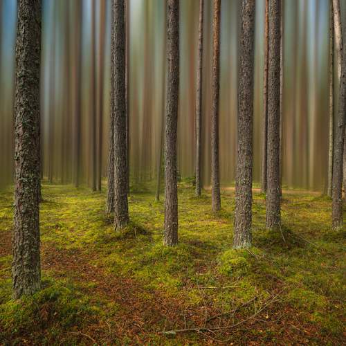 Photo #12237318