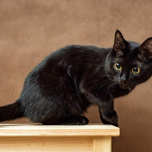 Photo #12237333