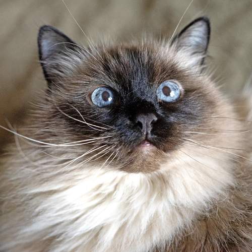 Photo #12237438