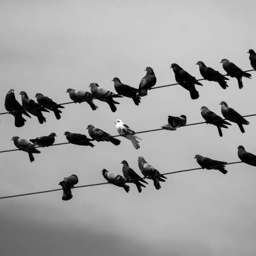 Photo #12237523