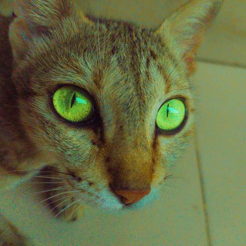 Photo #12237647