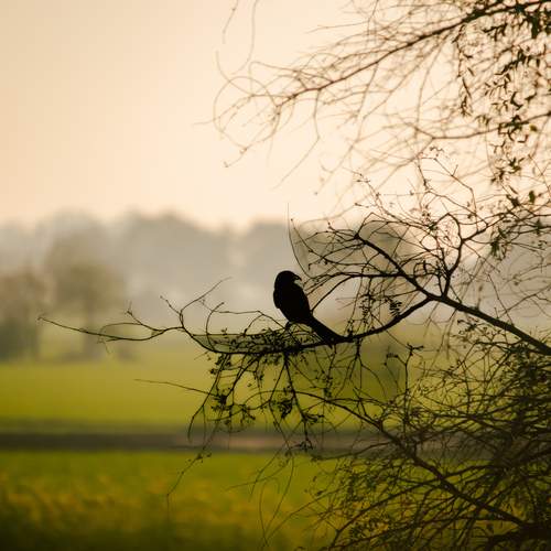 Photo #12237694