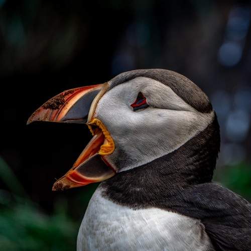 Фотография #12237773