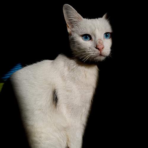 Photo #12237888