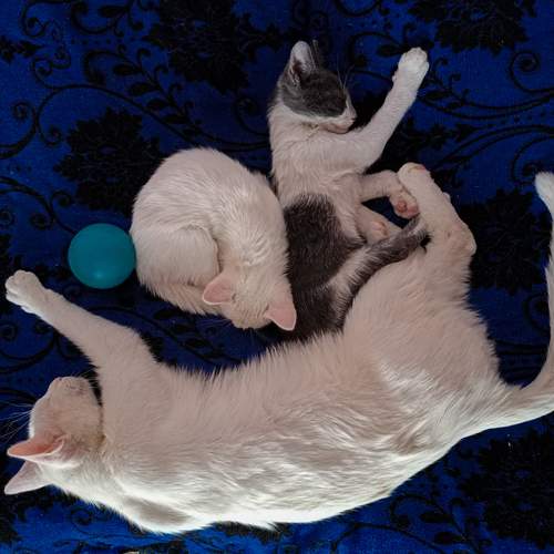 Photo #12237906
