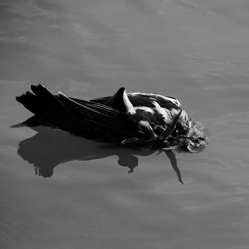 Photo #12238156