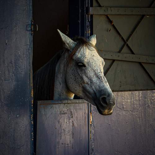 Cavalo no Estábulo