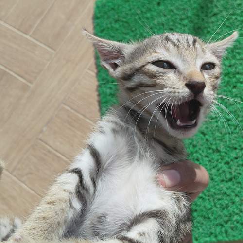 Photo #12238392