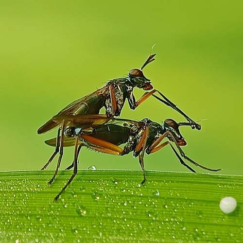 Sepedon sphegea love has the potential to bring joy and positivity to our lives.