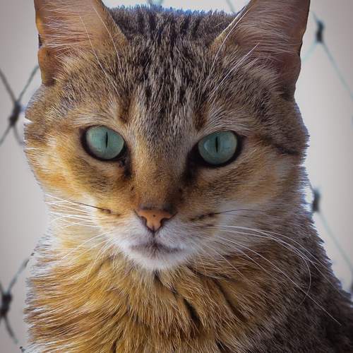 Olhar Esmeralda na Malha Urbana