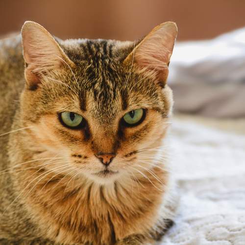 A Calma no Olhar Esmeralda