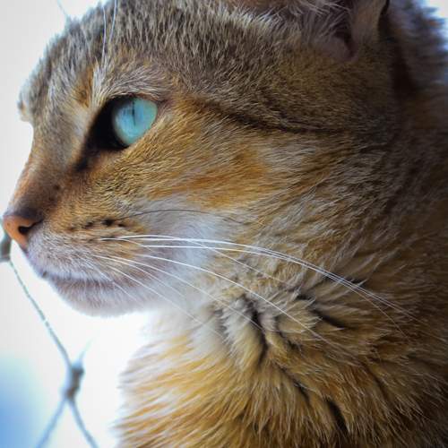 Contemplação Felina: O Olhar Turquesa