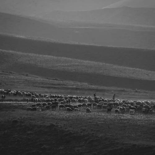 sheeps in the desert