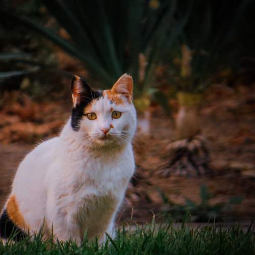 Photo #12238761