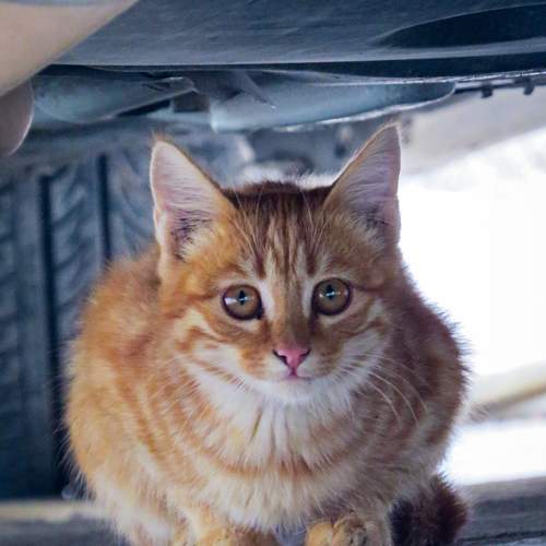 Photo #12238775