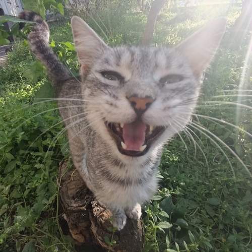 Photo #12239071