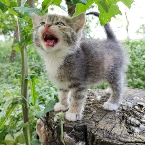 Photo #12239075