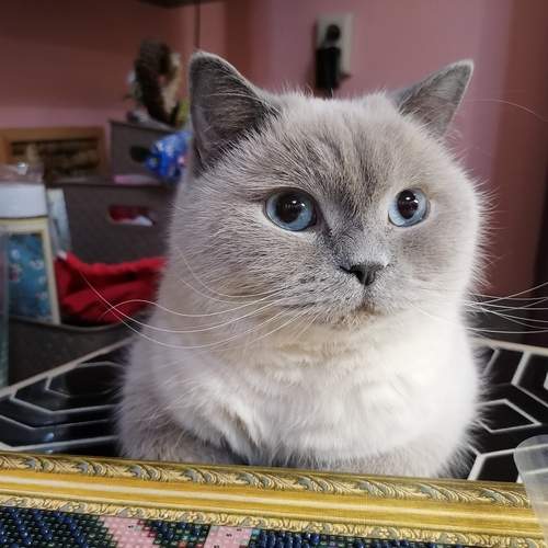 Photo #12239096