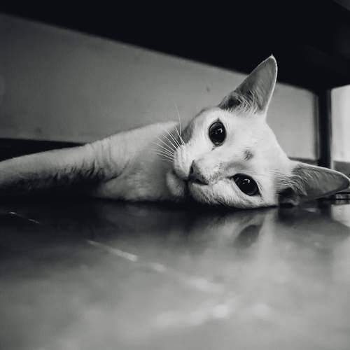 Photo #12239146