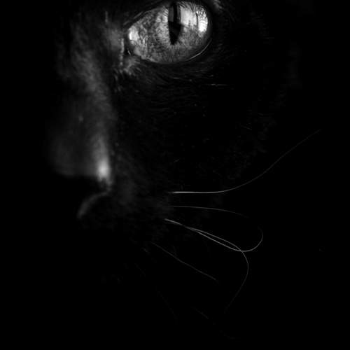Black cat Arsenal