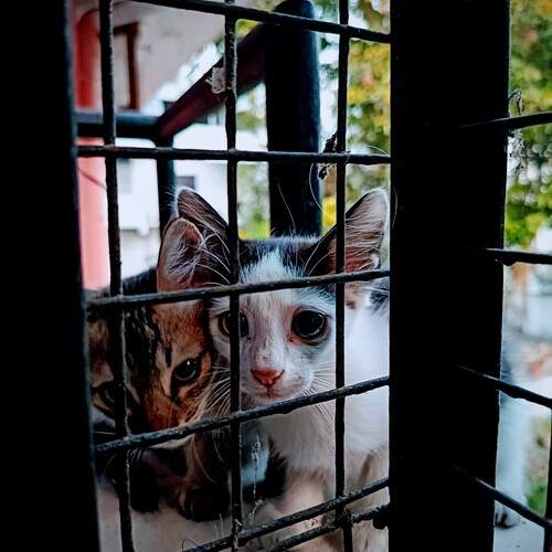 Photo #12239162