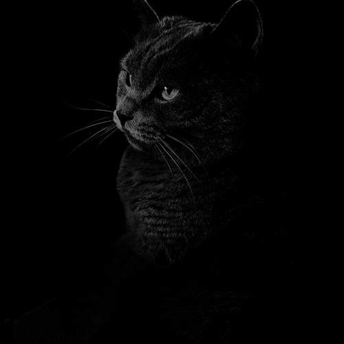 Photo #12239210