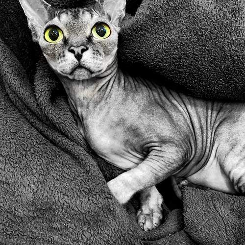 Photo #12239254