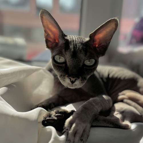 Photo #12239255