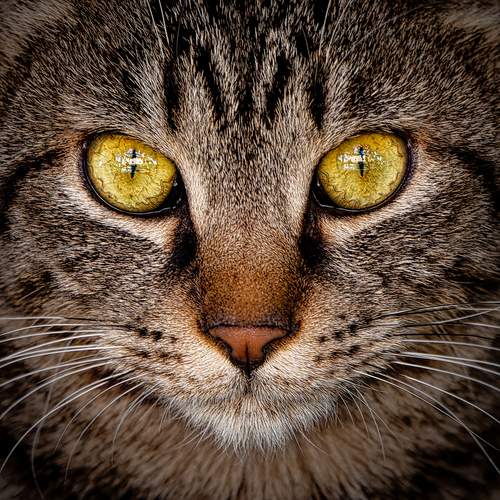 Photo #12239310