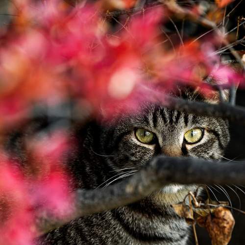 Photo #12239311