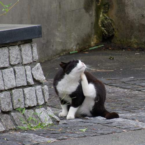 Photo #12239475