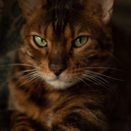 Photo #12239606