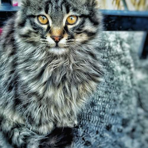 Photo #12239719