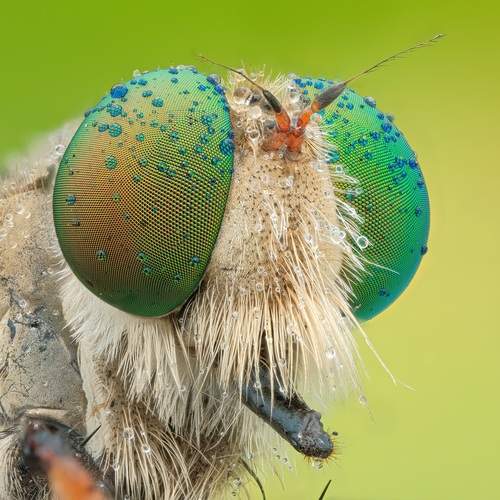 Colourfull eye of robber fly