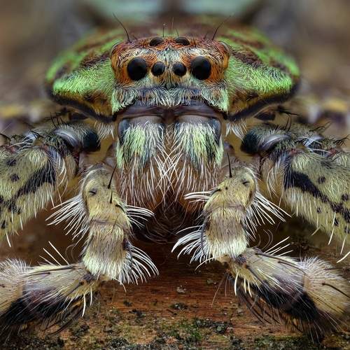 Male green lichen huntsman spider (pandercetes)