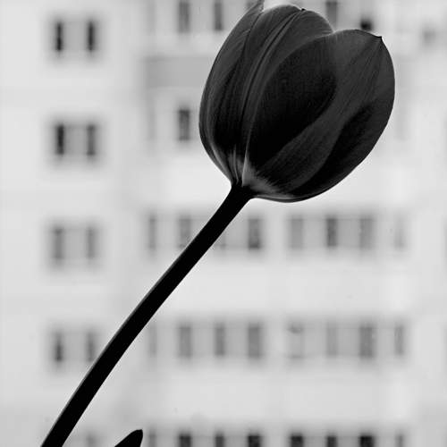 Photo #12240247