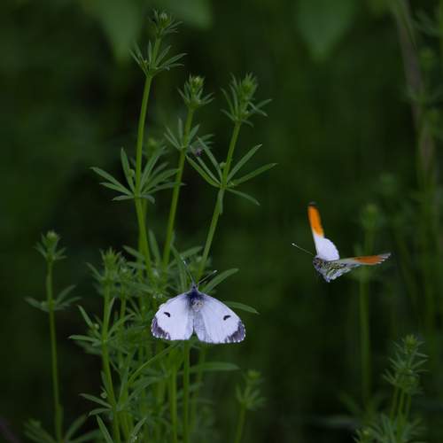 Photo #12240307
