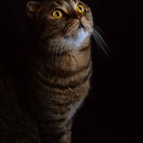 Photo #12240346