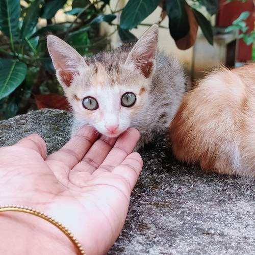 Photo #12240387