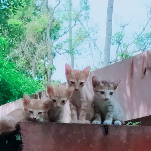 Photo #12240388