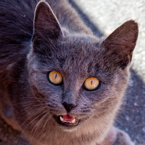 Photo #12240441