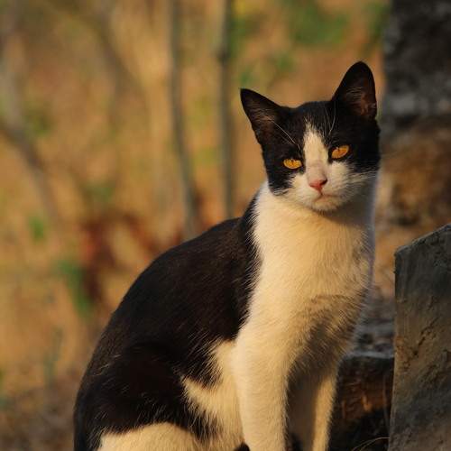 Photo #12240457