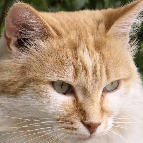 Photo #12240537