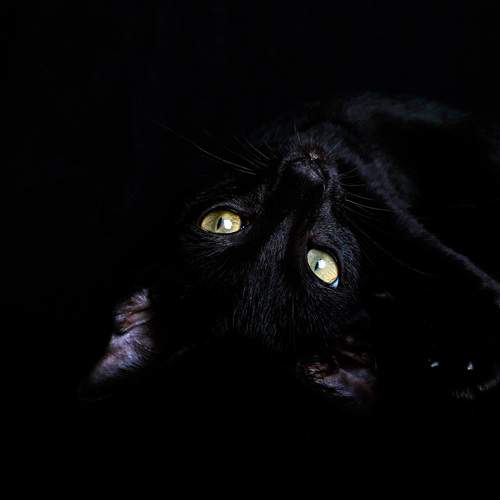 Every stare tells a silent story