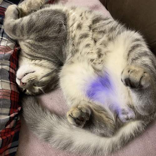 Photo #12240668